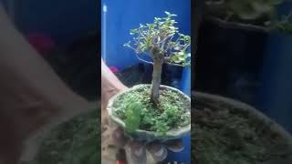 bonsai sancang