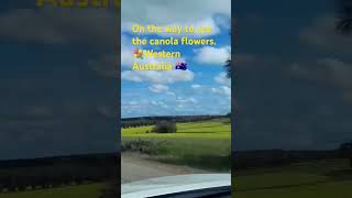 On the way to see the canola flowers. Western Australia 🇦🇺