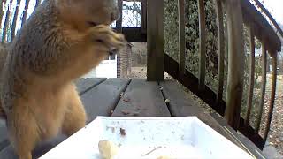 New Year's Day dinner with the squirrels - part 2