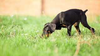 Prevent Ear Infections in Doberman Pinschers: Symptoms, Prevention & Treatment