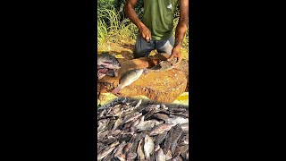 Amazing!! Best Tilapia Fish Market in Street Excellent Fish Cutting Fastest