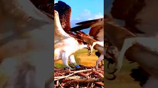 Eagle eating fish #birds #eagle #birds #animals #chidiya #shorts #shortvideo #birdsytshorts