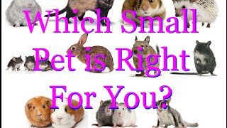 Which Small Pet is Right for You?