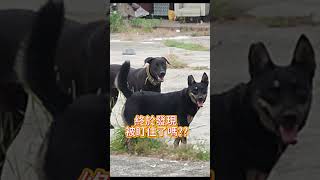 [台灣米克斯]205 柴犬就是兇 小黑直接動作暫停... #台灣犬 #台灣米克斯