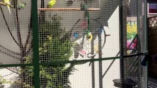 Parkieten hebben lol in voliere - Budgies have fun in aviary