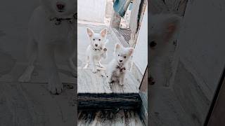 ३ महीने बाद मुलाकात का इंतजार.. 😀#dog #trending #viral #video #cutebaby