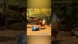 Матери в деле, курица напала на ворону #animals #animalsvideo