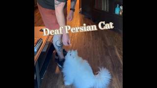 Deaf Persian Cat Training .. #Mother Cat, #Meowing, #Rescue, Kittens, #Help, #Trust, #Patting, #Cat