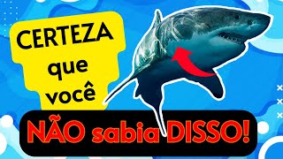 Você sabia dessas curiosidades sobre os tubarões?