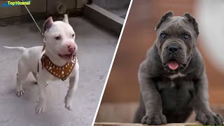 Top 5 perros mas poderosos de cachorros y de adultos