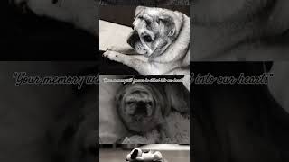 we love you Scarface #pug #love #dog #missyou #fyp #shortsvideo