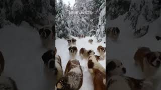 St. Bernard (Dog Breed) | Nature Enthusiast | #shorts #asmr #oddlysatisfying