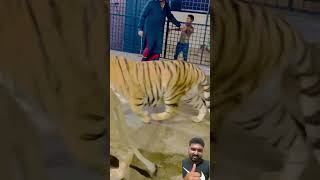 Lions and tiger's training time #tiger #lion #animals #zoo #youtube #worldtiger #youtubeshorts #mna