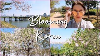 Корея в цвету. Вид на реку Хан/ Korea Vlog