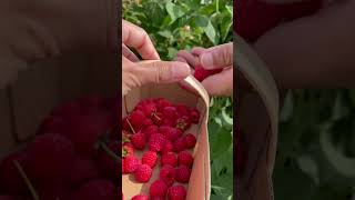 Strawberry ll raspberry picking🍓w/friends! New Brunswick Canada 🇨🇦 2022