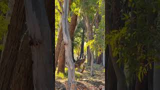 Australian kangaroo #travel #australia #travelaustralia  #kangaroo