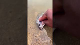 How remove hook from fish mouth || #shorts #fishing #release