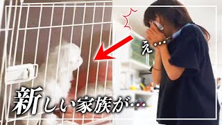 【ご報告】新しい家族が増えました🐶　子供たちにサプライズしたら…涙の結末に😢　【#育児日記　#犬　】