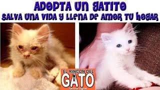 Adopta un Gatito, Salva una Vida y Llenate de Amor