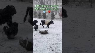 Mini Bull first Play in Snow! ♥️#short #shorts #cow #farmlife #shortsfeed