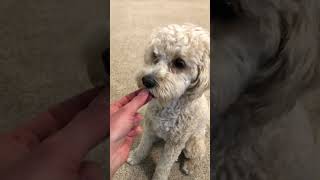 When your dog will do anything for treats 😆✨ #cavapoolife #cavapoolove #cutecavapoo #dogvideo