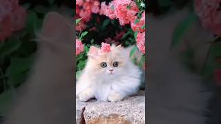 Persian cat #cat#shorts#ytshorts#youtube#youtubeshorts#trend#short