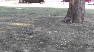 Squirrels Near the DC Mall