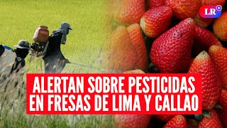 Fresas de Lima y Callao superan límites permitidos de pesticidas | #LR