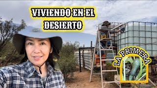 131~LES MUESTRO EL HUERTO🔥PINTANDO TANQUE Y CONTENEDORES 🌵#huerto #vlog  #desierto