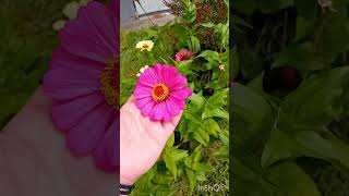 Zinnia Elegans Plant (Ζίννια) #shorts #flowers #plants #garden #mexico #zinnia #λουλούδια #blooming