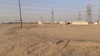 ang mga camel sa desyero magandang  pasyalan  dto sa Kuwait  #desyerto