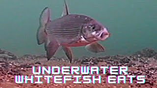 THE KEY to Ice fishing Whitefish/Laketrout -WILD Underwater Catches