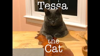 Tessa the cat  A diner with good company