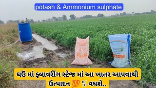 ઘઉં નું ઉત્પાદન વધારવાની રીત || wheat farming || potash & ammonium sulphate fertilizer ..