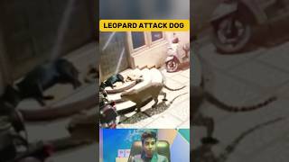 Leopard Attacks on Sleeping Dog in India