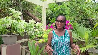 How We Maintain the Lush Tropical Feel of our Courtyard Garden