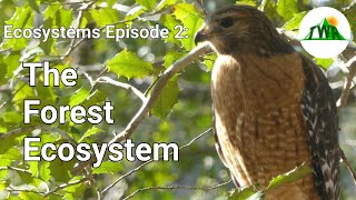 Ecosystems Episode 2: The Forest Ecosystem!