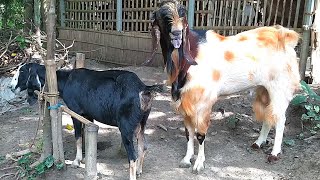 Goats are beautiful 2022 | Village life Cattle Ep:16 | 5 August 2022