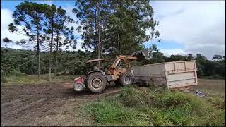 Carregando a Caçamba com silagem! 🚚