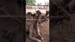 camel's video #camel #youtubeshorts #youtube #viralvideo #shorts #short