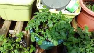 Garden Update 5-26-14