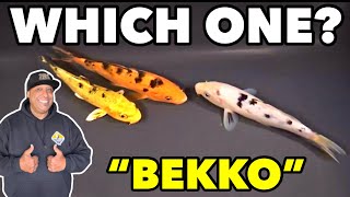 What is a Bekko Koi Fish?