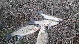 Catch early Stripped Bass.