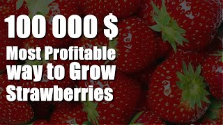 Most Profitable way to Grow Strawberries! 100 000$