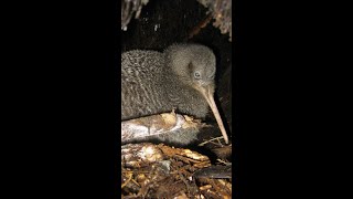 Little Spotted Kiwi Bird Calling His Mate New Zealand 💕🎶