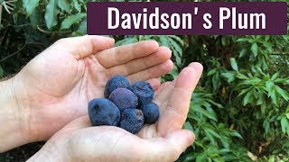 Davidson's Plum - Australian Native Fruit