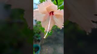 #nature#bangali#song#english#remix#jeetgannguli#monalithakur#status#ytshots#hibiscus#love#flowers😍