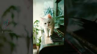 The cat in the piano - Games and accessories for animals in our shop - Funny cats