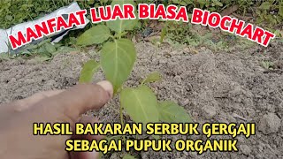 LUAR BIASA MANFAATNYA‼️Aplikasi Biochart Bakaran Serbuk Gergaji Sebagai  Pupuk Dasar Tanaman Cabe