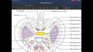 Demo on thoracic inlet drawing part 1